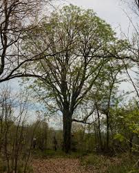Image result for Kirkiaceae