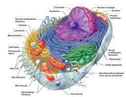 Lovely Human Cell Anatomy And Physiology 77 For Human Anatomy Online With Human Cell Anatomy And Physiology Jpg Biologia Celular Celula Eucariota Celula Animal