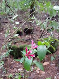 Image result for Cestrum elegans