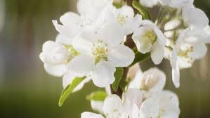 Flowers are an elegant way to express sympathy, as well as sending a sympathy basket What To Write In A Sympathy Card Heartfelt Sympathy Card Messages