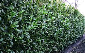 Native to areas bordering the black sea. Schip Cherry Laurel Prunus Laurocersasus Schipkaensis Hedges