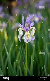 Image result for Iridaceae