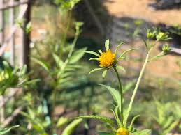 Image result for Bidens flagellata
