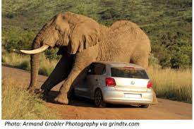 Watch how elephants grow the forest. A Tummy Scratch For Elephants Bedtime Math