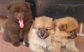 Pomeranian Chihuahua Mix Black And Brown Pomeranian Sheepdog Photo Pomeranian Chihuahua Mix Puppies Wallpaper Hd Wallpapers Sobaki