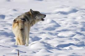 Those gazing up at the skies on friday. Wolf Moon See The Full Moon In January 2021 The Old Farmer S Almanac
