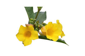 Image result for Allamanda schottii