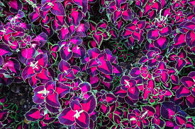 Learn more about coleus uses, effectiveness, possible side effects, interactions, dosage coleus is a plant from the mint family. How To Plant And Grow Coleus Gardener S Path