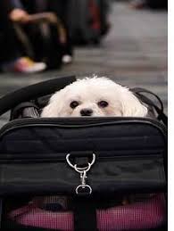If the journey involves more than one airline, confirmation of transport from all the companies involved is required. Pet Travel Tips On Booking An Airline Ticket For You And Your Pet Pet Travel Blog Resource For Traveling Pets