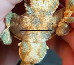 Gustav genschow as he appeared in the 1937 catalog some of the many trademarks used by genschow. Troubleshooting Guide Crested Gecko Wiki Reptiles Amino