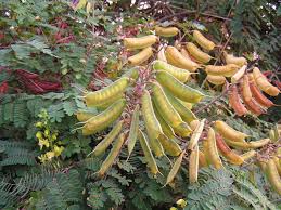 Image result for Caesalpinia decapetala