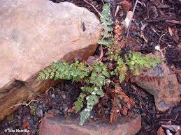 Image result for Cheilanthes