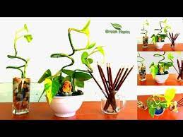 Provider of money plant decoration sort of design drawing house plants. Money Plant Table Arrangement Money Plant Growing Ideas Green Plants Youtube Plant Decor Plants Plant Table