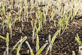 A plant needs photosynthesis to grow.and to do the photosynthesis process it needs sunlight and in winter there is not much sunlight.this is how plants get food.i think that's the reason.hope. Planting Winter Rye Hgtv