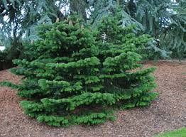 Image result for Jamesbrittenia albobadia