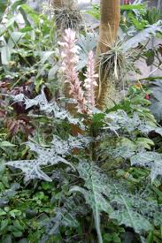 Image result for Acanthus montanus