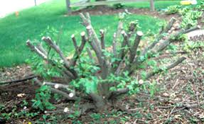 It also helps reduce the chances that any branches fall on people and keeping it safe from possible disease. Animal Feeding Damage And The Landscape Msu Extension