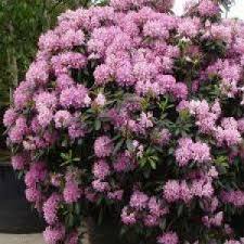 Rhododendron Roseum Elegans Behoort Tot De Catawbiense Groep De Bloemen Zijn Lila Roze De Rododendron Dankt Zijn Naam Aan Linnaeu Planten Tuinieren Bloemen