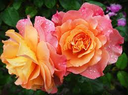 The hexadecimal rgb code of old rose color is #c08081. How To Grow Roses From Seeds All Types Of Roses Complete Growing Guide