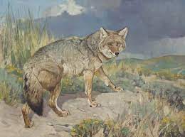 Carl Rungius 1869 1959 Prairie Wolf Oil On Canvas 76 5 X 102 2 Cm Animals Artwork Hunting Art Western Art