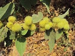 Image result for Triumfetta pilosa