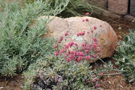 Image result for Eriosema erici-rosenii