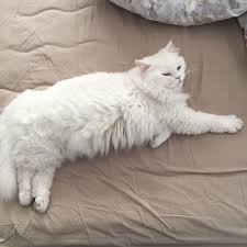 Lazy Cat Tembel Kedi Https Www Instagram Com Maya Cat Tv Https Www Youtube Com Channel Uc5nkvrdafv Ny3 Obescs Q Kedi