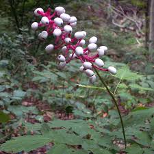 Image result for Pouchetia baumanniana