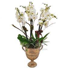 Order flowers online 24 hours a day, 7 days a week. Luxury White Orchid Send Flowers To Milan Italy