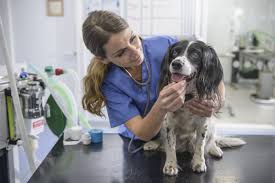 The only other thing to do is to monitor your dog's 'picking' behavior when walking outside. How To Treat Plant Poisoning In Puppies