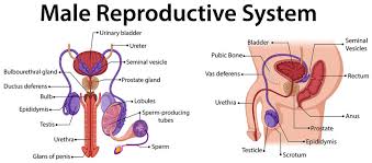 The male reproductive system quiz! Male Reproductive System Photos Royalty Free Images Graphics Vectors Videos Adobe Stock