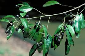 Image result for Cryptocarya