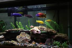 Top 10 Cichlids We Love To Keep In 29-Gallon Fish Tanks – Aquarium Co-Op