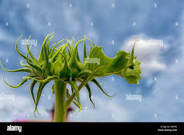 Sunflower bud with blue sky and puffy cloud Stock Photo - Alamy