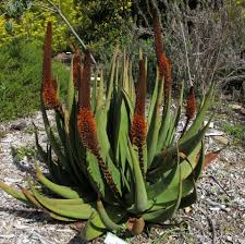 Image result for Aloe carnea