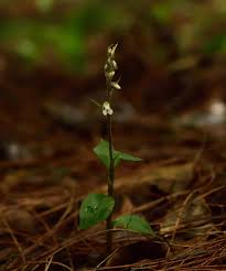 Image result for Zeuxine