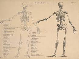 The tarsal bones in the foot are located amongst tibia, metatarsal bones, and fibula. The Leg Bone S Connected To The Ankle Bone But Why