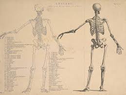 Master leg and knee anatomy using our topic page. The Leg Bone S Connected To The Ankle Bone But Why