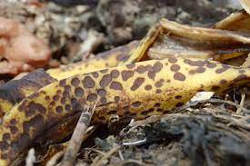 Bananas are harvested in the preclimacteric stage, while still green and hard (ripe for harvest). Composting Banana Peels Making Your Compost Great