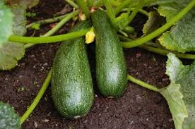 Best answer sounds like blossom end rot. Growing Zucchini Squash Thriftyfun