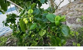 Image result for Cordia sp.A.