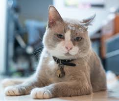 Check out your current cat food to see how it stacks up and start measuring at every single meal. Got A Fat Cat How To Help Your Cat Lose Weight