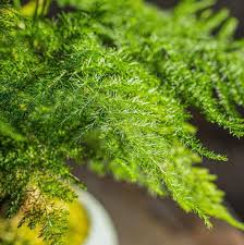 Image result for Asparagus pendulus