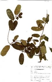 Image result for Cryptolepis cryptolepioides