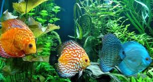 Sedangkan untuk ikan hias, jenis ikan hias air tawar memiliki bentuk yang indah serta paling umum dipelihara oleh masyarakat luas. 7 Jenis Ikan Hias Air Tawar Dengan Warna Cantik Blog Elevenia