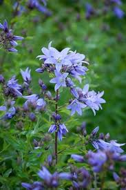 Campanula Lactifolia Prichards Variety I Was Brought Up On This Plant Campanula Lactifolia Country Garden Flowers Flowers Perennials Planting Flowers