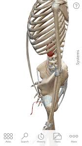 These organs include the kidneys lungsthe ribcage also protects parts of the stomach, spleen and kidneys.a rib. Location Of Kidneys In Relation To The Rib Cage Album On Imgur