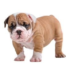 My top pick for the best dog food for english bulldogs that are younger than 12 months old is royal canin english bulldog breed health nutrition puppy. Best Food For English Bulldog Puppy In 2021 Goodpuppyfood