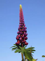 Wild lupine (lupinus perennis) is the blue perennial plant that grows in the eastern half of the north america. Lupine Masterpiece Alles Erfahren Uber Blute Wuchs Co
