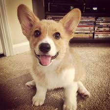 A few are 3/4, 7/8 and 15/16 pembroke welsh corgi, but they are all 100% corgi. High Quality Pembroke Welsh Corgi Puppies For Sale Near You